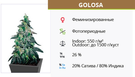 Golosa от Delicious Seeds