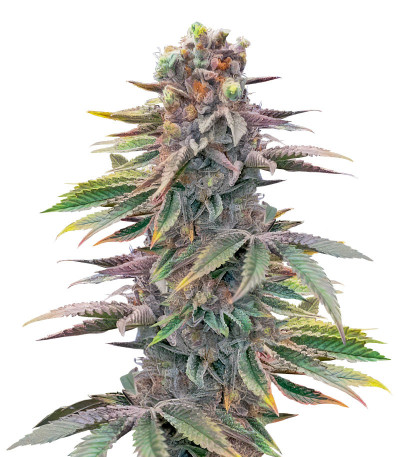 Pink Sunset Auto by Sherbinskis fem от Silent Seeds семена конопли