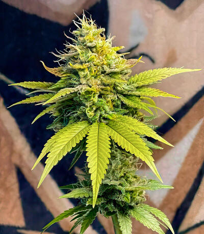 La Calma Autoflower fem (Easy Grow Seeds) семена конопли