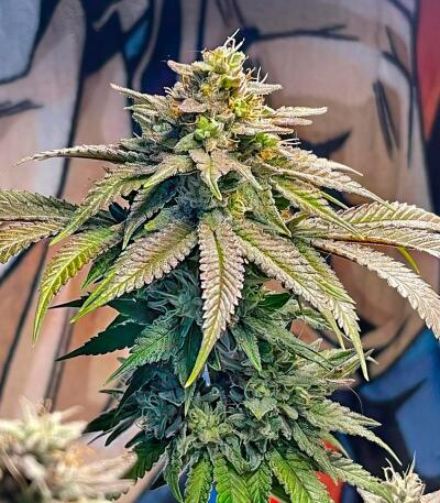 La Calma Autoflower fem (Easy Grow Seeds) семена конопли