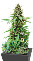 Glue Gelato Auto fem (Barney's Farm)