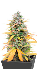 Gelato Auto fem (Herbies Seeds)