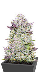 Gorilla Cookies Auto fem (FastBuds)