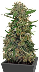 Green Crack Auto fem (FastBuds)