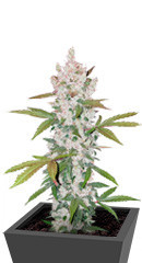 Gelato Auto fem (FastBuds)