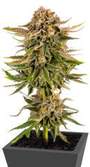 Baby Runtz Autoflower fem (Easy Grow Seeds)