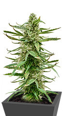 Runtz Auto fem (Barney's Farm)