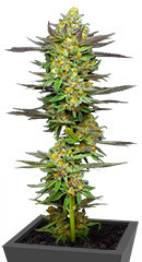 Mint Jelly Auto fem (Humboldt Seed Company)