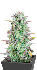 Strawberry Banana Auto fem (FastBuds)