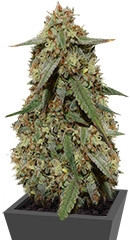 Cookies Auto (Girl Scout Cookies auto) fem (FastBuds)